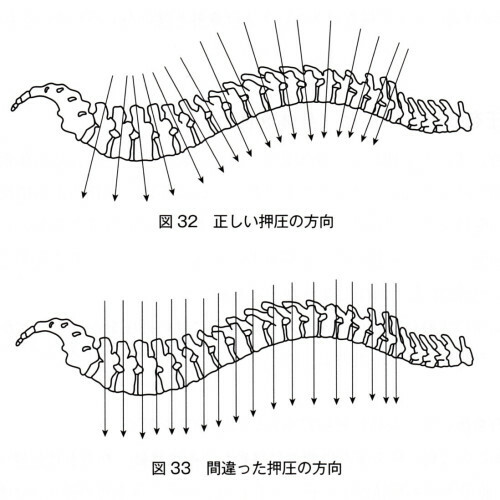 脊柱の押圧方向.jpg