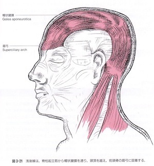 帽状腱膜　頭蓋骨　頭痛　ゆがみ